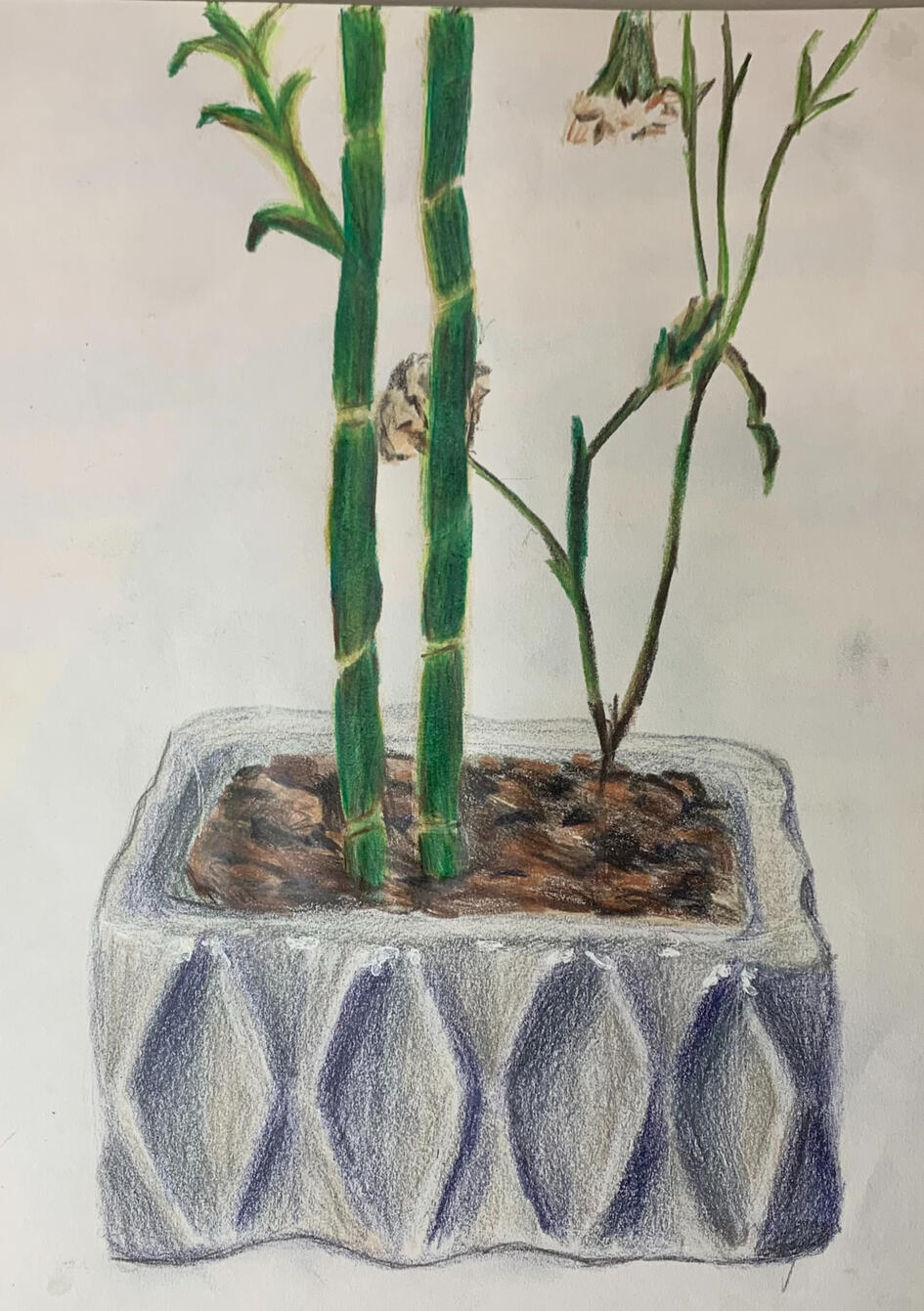 bamboo